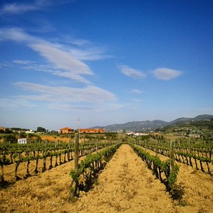 Wine Tour to Penedes