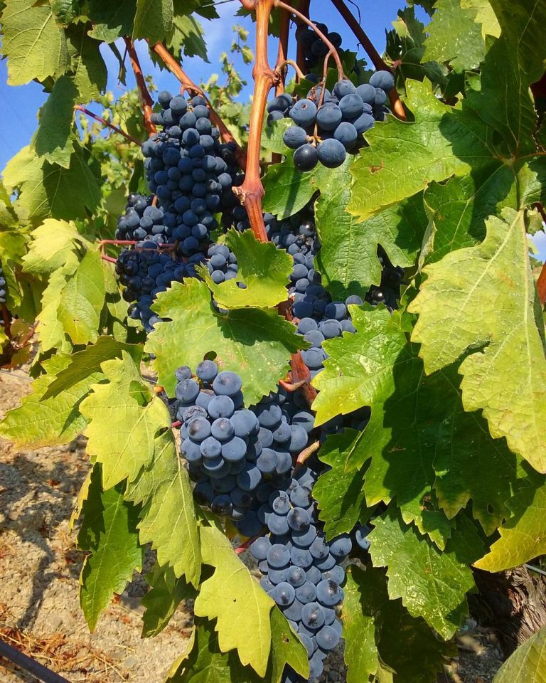 Wine Tour To Priorat | BARCELONA SECRETS Private Tour Guide