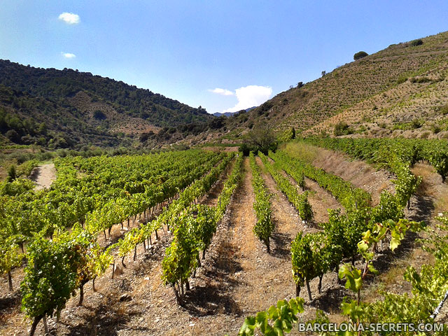 catalonia wineyards